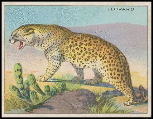 47 Leopard